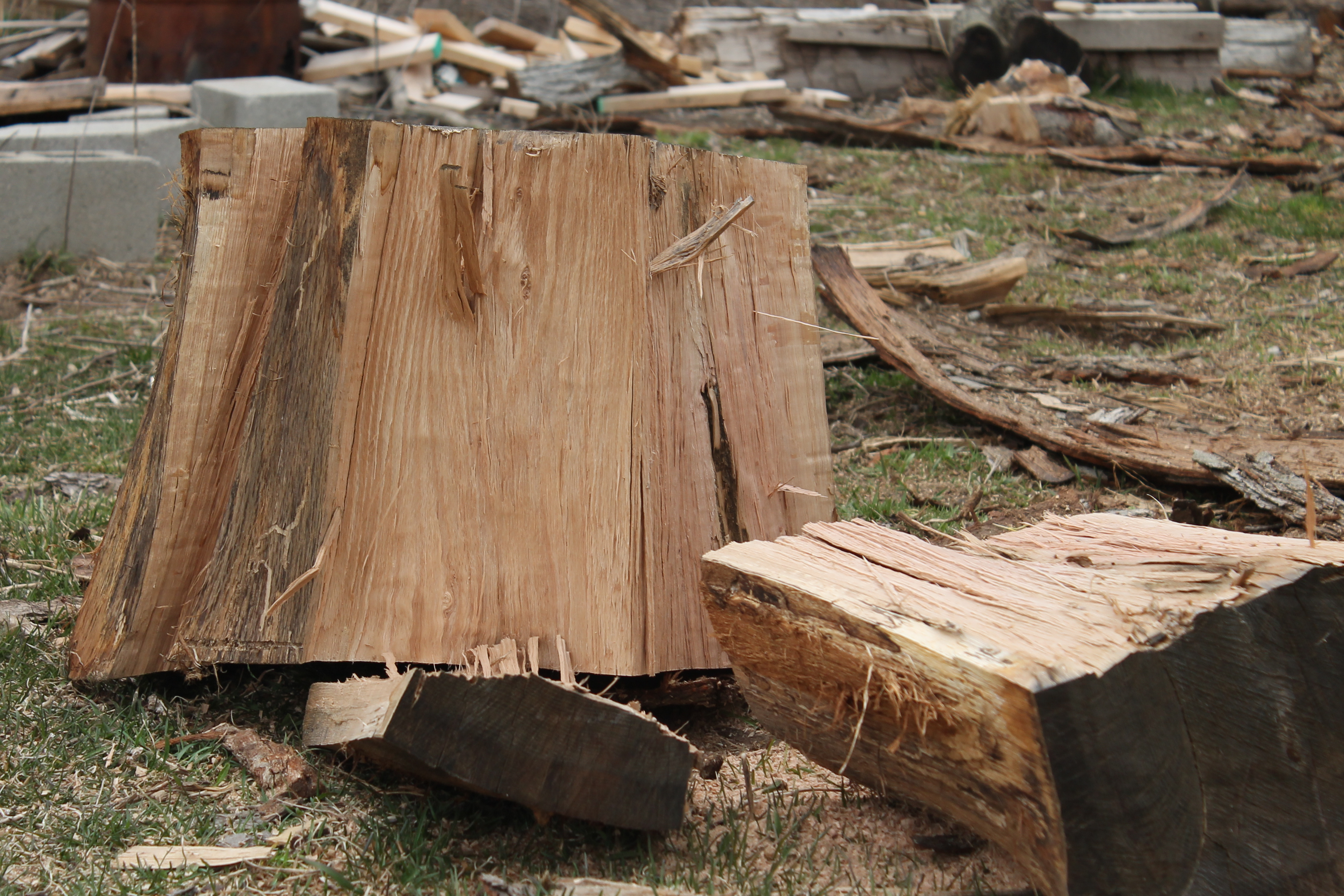 Planning to DIY your Tree Cutting and Felling?